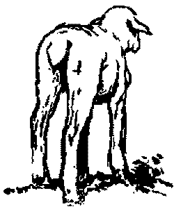 Неугомонный Носир - i_023.png