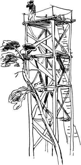 Лесные сторожа<br />(Повесть и рассказы) - i_002.jpg