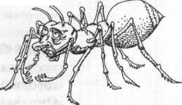 Энциклопедия: Волшебные существа - _35.jpg
