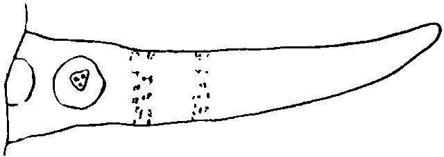 Тайна острова Ваули - i_004.jpg