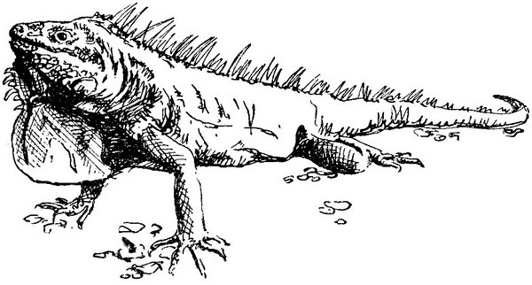 Змеи-гиганты и страшные ящеры - i_014.jpg