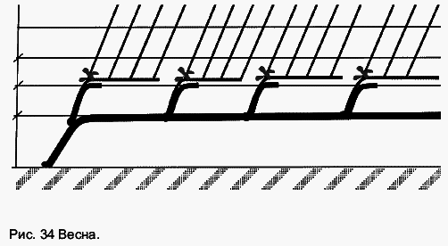 Виноград растет и у нас - _50.jpg