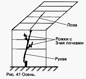 Виноград растет и у нас - _57.jpg