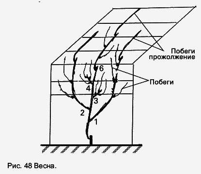 Виноград растет и у нас - _62.jpg