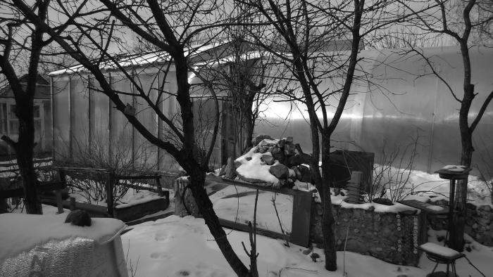 Виноград растет и у нас - _14.jpg