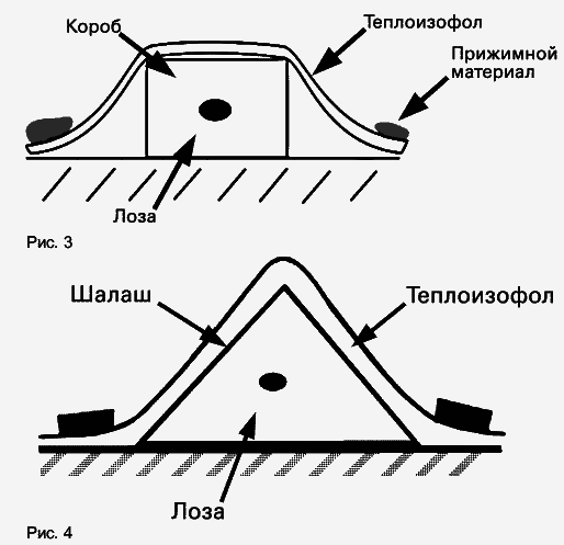 Виноград растет и у нас - _21.jpg