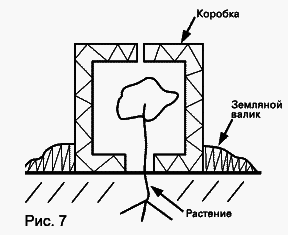 Виноград растет и у нас - _25.jpg