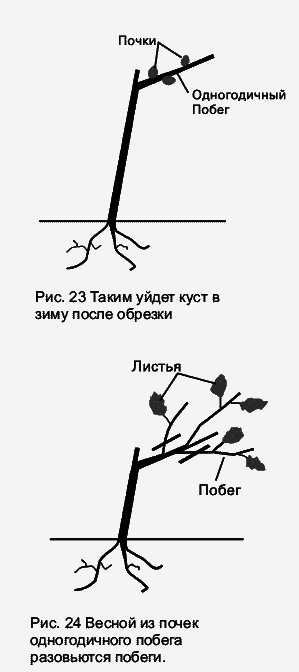 Виноград растет и у нас - _40.jpg