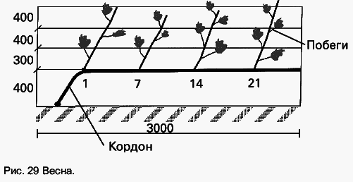 Виноград растет и у нас - _45.jpg