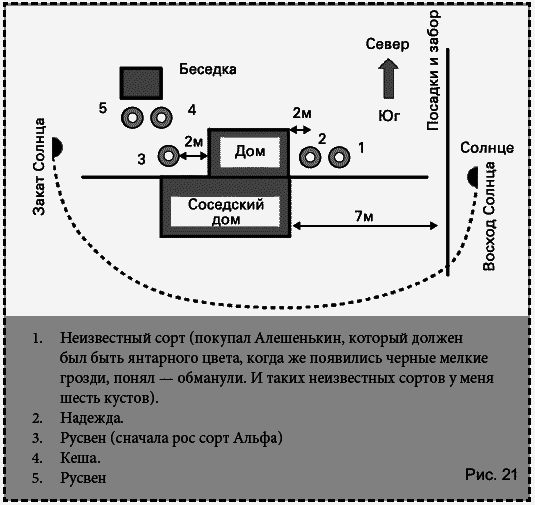 Виноград растет и у нас - _6.jpg