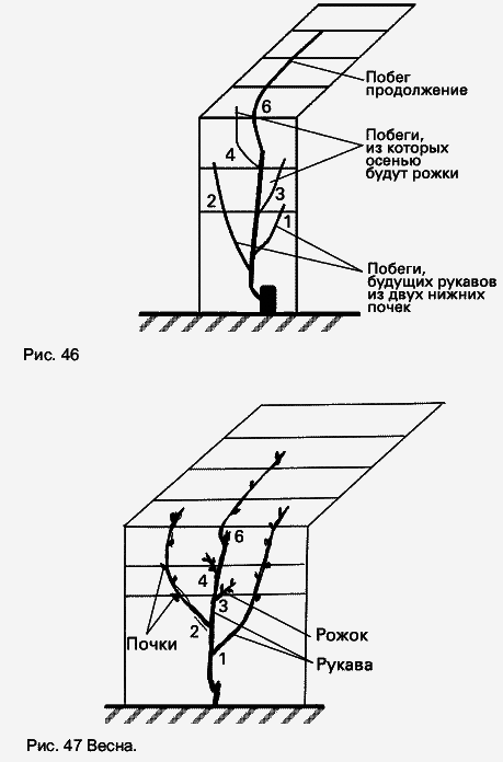 Виноград растет и у нас - _61.jpg