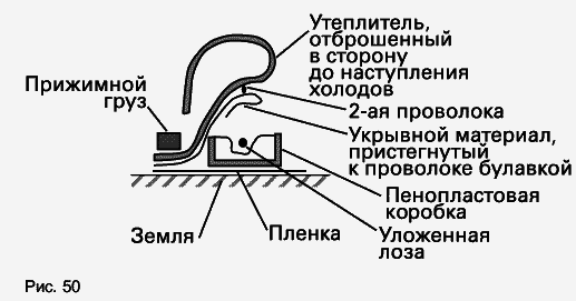 Виноград растет и у нас - _67.jpg