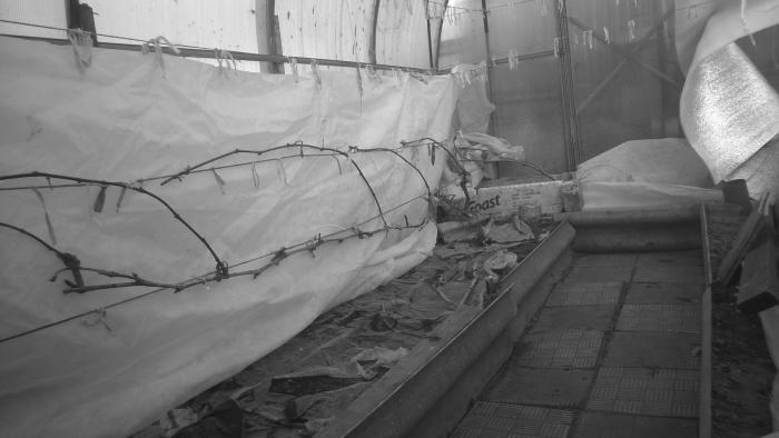 Виноград растет и у нас - _69.jpg