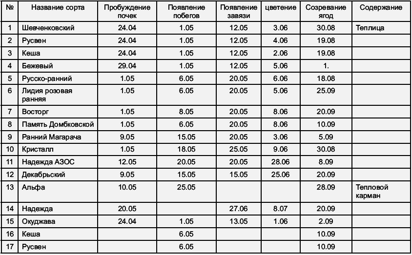 Виноград растет и у нас - _12.jpg
