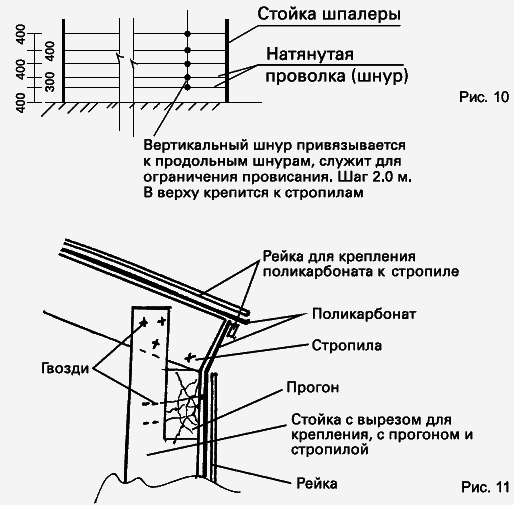 Виноград растет и у нас - _28.jpg