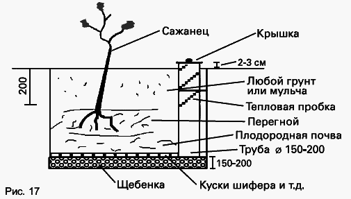 Виноград растет и у нас - _35.jpg