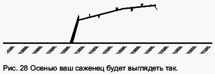 Виноград растет и у нас - _44.jpg