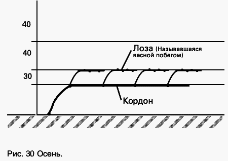Виноград растет и у нас - _46.jpg