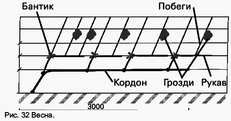 Виноград растет и у нас - _48.jpg