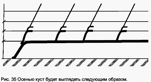 Виноград растет и у нас - _51.jpg