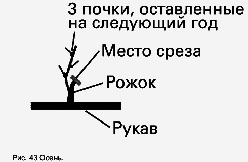 Виноград растет и у нас - _59.jpg