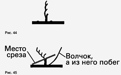 Виноград растет и у нас - _60.jpg