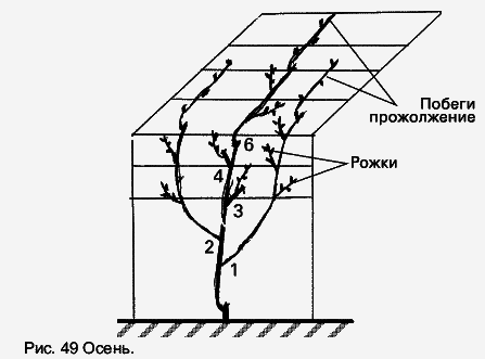 Виноград растет и у нас - _63.jpg