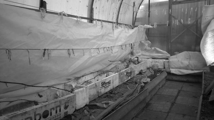 Виноград растет и у нас - _64.jpg