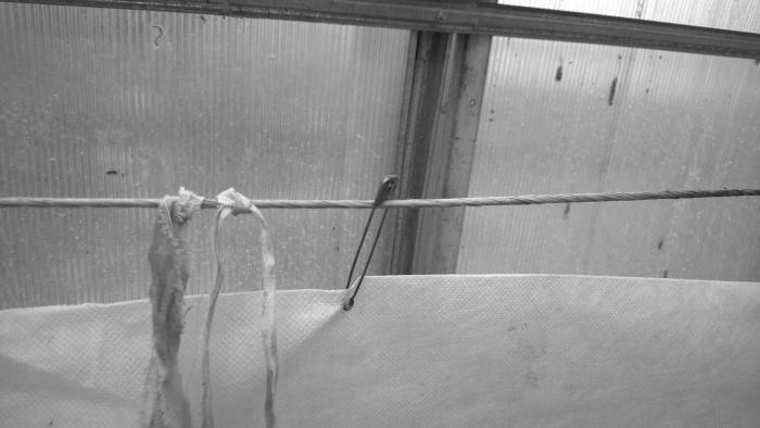 Виноград растет и у нас - _71.jpg