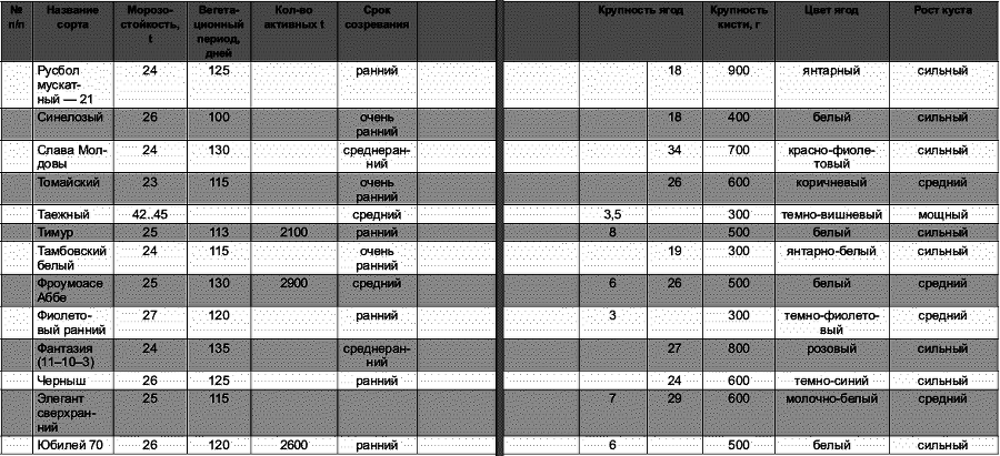 Виноград растет и у нас - _11.jpg