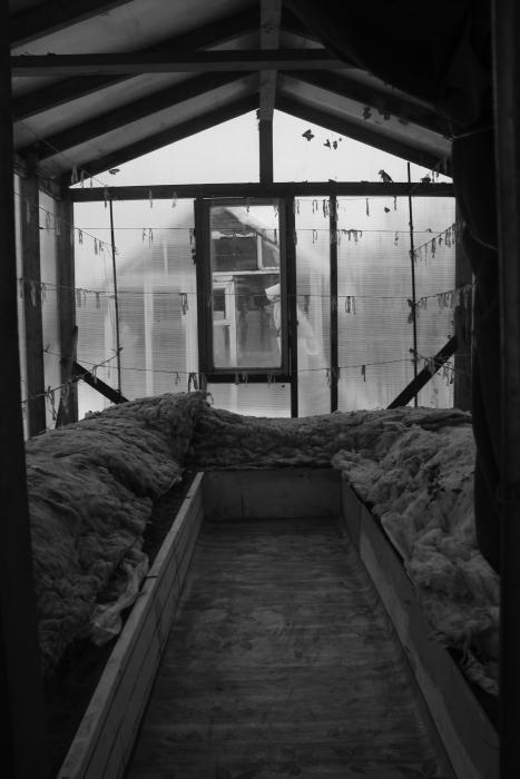 Виноград растет и у нас - _19.jpg