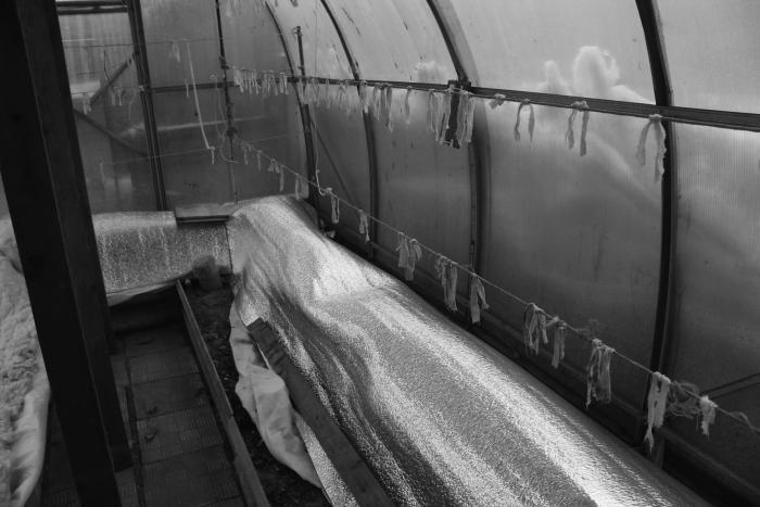 Виноград растет и у нас - _20.jpg