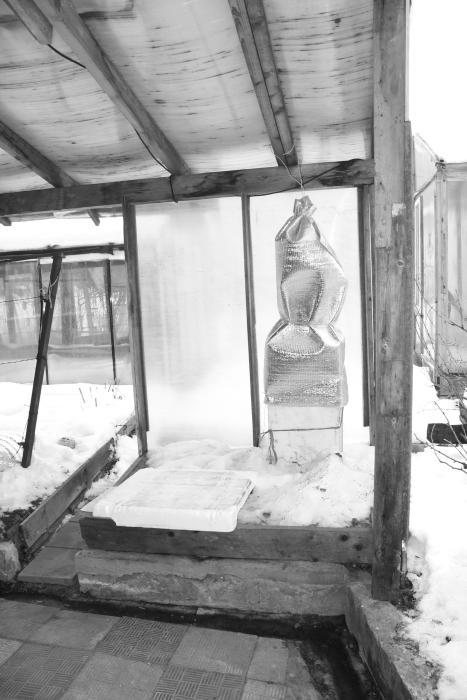 Виноград растет и у нас - _24.jpg