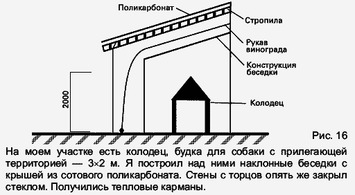 Виноград растет и у нас - _32.jpg