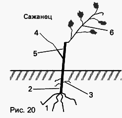 Виноград растет и у нас - _37.jpg