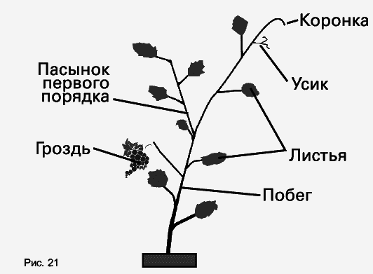 Виноград растет и у нас - _38.jpg