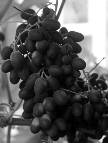 Виноград растет и у нас - _5.jpg