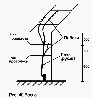 Виноград растет и у нас - _56.jpg