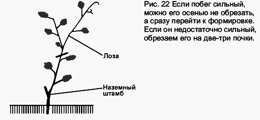 Виноград растет и у нас - _39.jpg