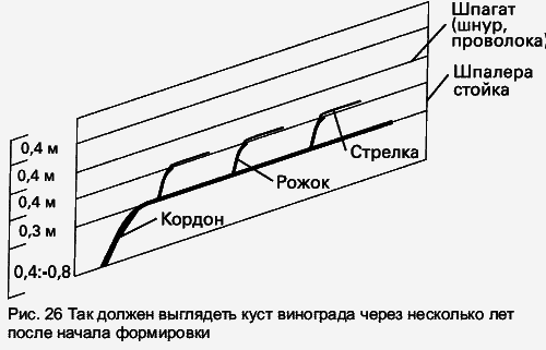 Виноград растет и у нас - _42.jpg