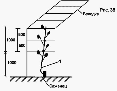 Виноград растет и у нас - _54.jpg