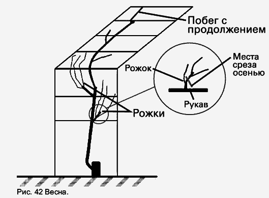 Виноград растет и у нас - _58.jpg