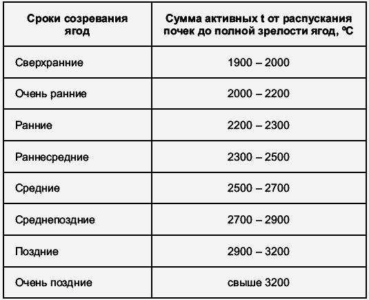 Виноград растет и у нас - _7.jpg