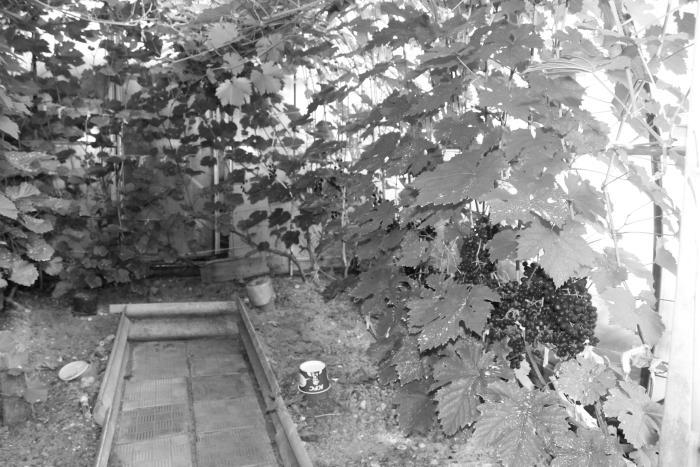 Виноград растет и у нас - _72.jpg