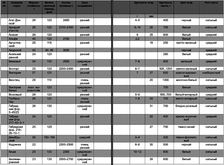 Виноград растет и у нас - _9.jpg