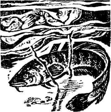 Парма - img_6.jpeg