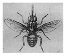 Путешествия и исследования в Африке - i_020.png