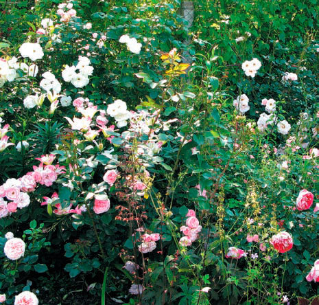 Розы в дизайне вашего сада - i_021.jpg