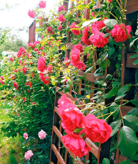 Розы в дизайне вашего сада - i_027.jpg