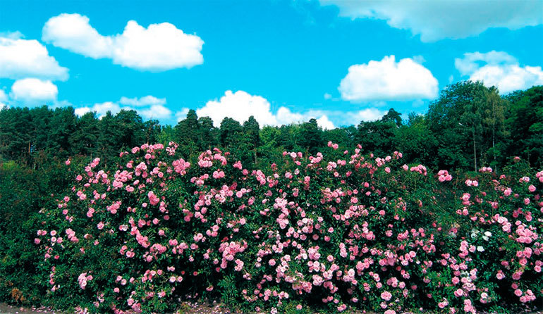 Розы в дизайне вашего сада - i_029.jpg